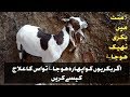 بکریوں کے اپھارے کا علاج اپھارے کا دیسی علاج Unique Goats Farm
