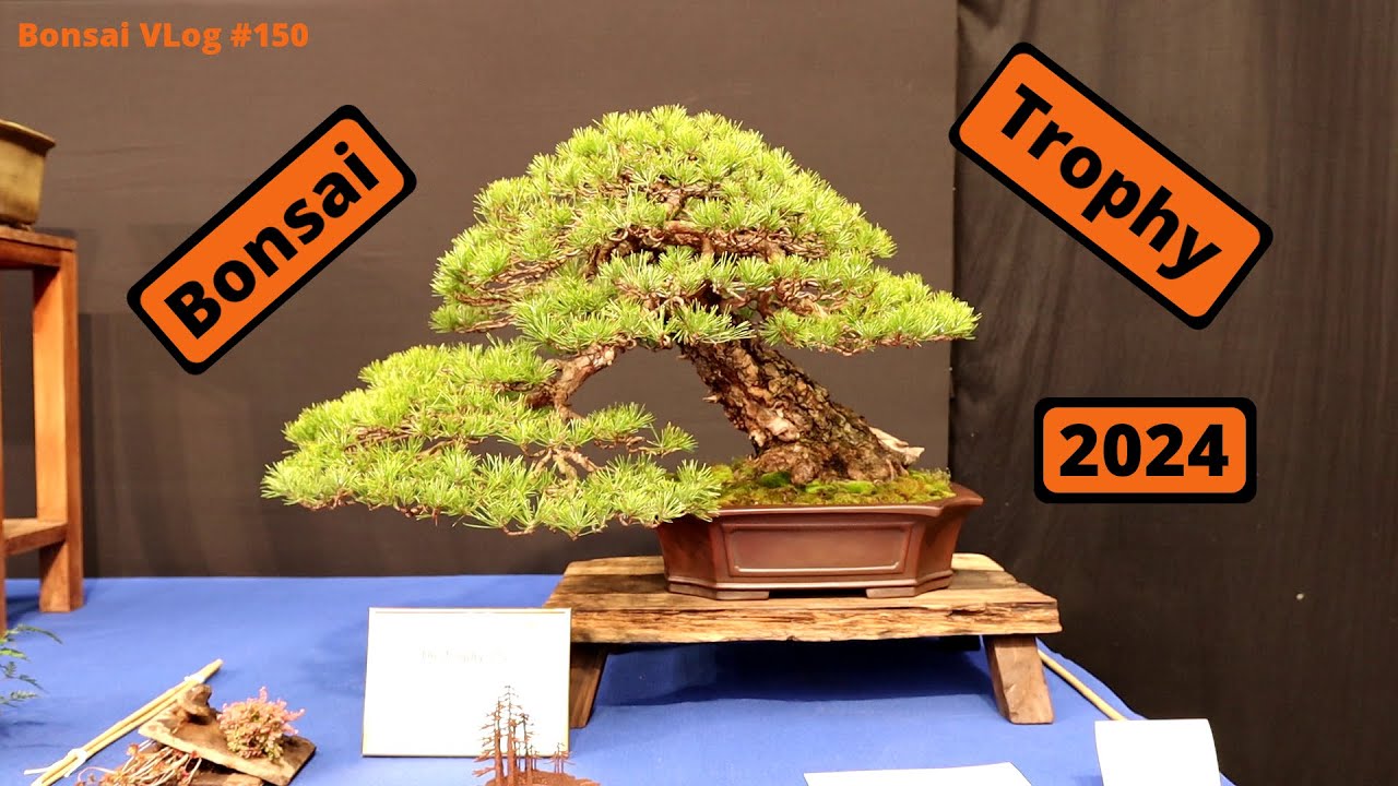 Mein Besuch auf der Bonsai Trophy 2024 - Belgien [Bonsai Association Belgium] | Bonsai VLog #150