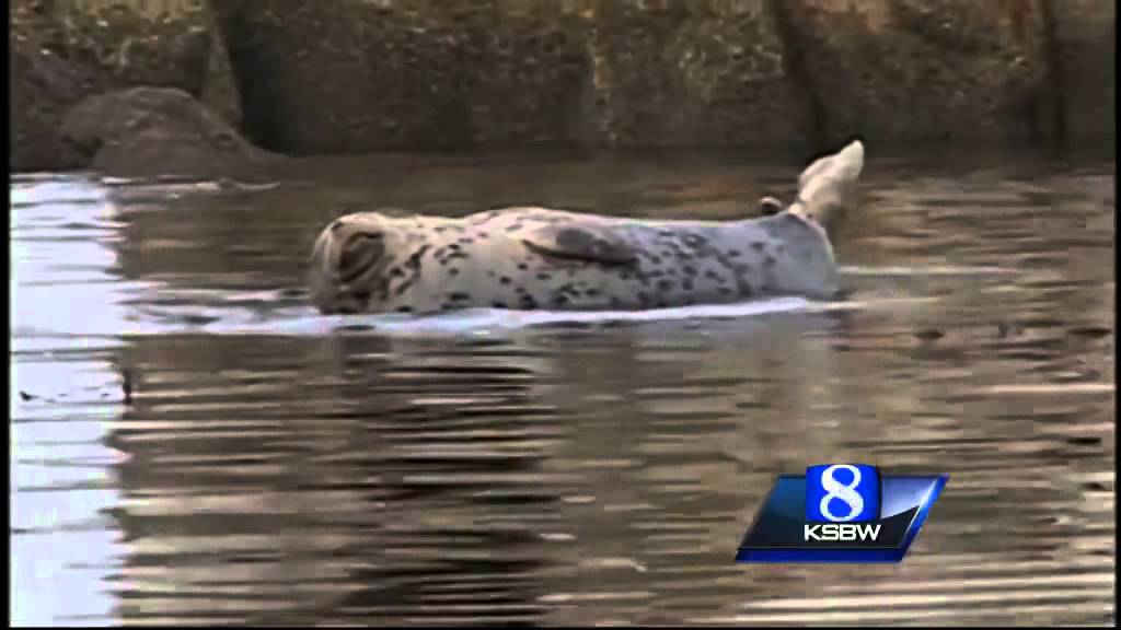 Pacific Grove's 'camera friendly' harbor seals documented