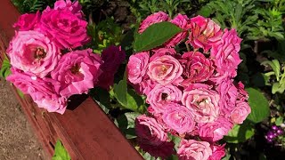 Многоцветковые обильноцветущие ПОЛИАНТОВЫЕ розы.