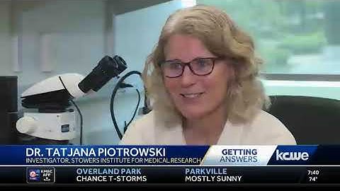 Investigator Tatjana Piotrowski, Ph.D., featured on KMBC9
