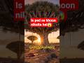 इस पेड़ से निकलता है खून! 🩸🌳 | Socotra Island|#shorts #facts