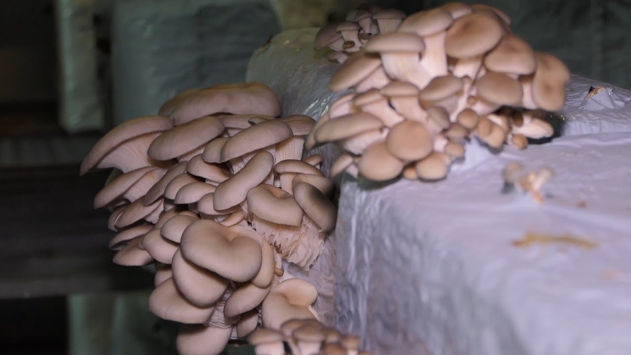 Biram selo ep. 133 06.04.2022. Bukovače, Pločica, Marjan Paunov