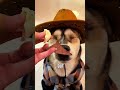 Wait for end 🤣 🐶 #shortvideo #shorts #funny