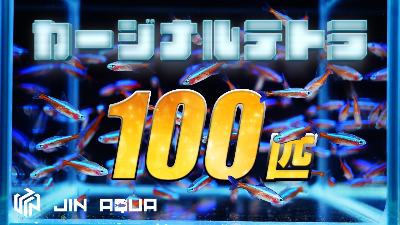 60cm aquarium] A large number of cardinal tetras were added! And