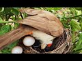 Angry mother pushes out all cuckoo eggs before hatch  bulbul eggs in nest full6