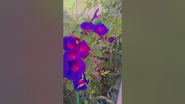 #قرآن #اكسبلور#قران_كريم#تلاوة_خاشعة #لايك #nature #المصحف#راحة_نفسية#تلاوة_مؤثرة تلاوة من عالم آخر