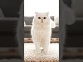 #cute #ai ,#catvideos ,#funny ,cat