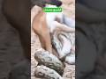 عندما يلتقي الضبع والثعبان شاهد 