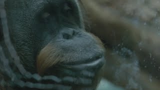 Louisville Zoo orangutan delights social media proves shell game isn t her only talent