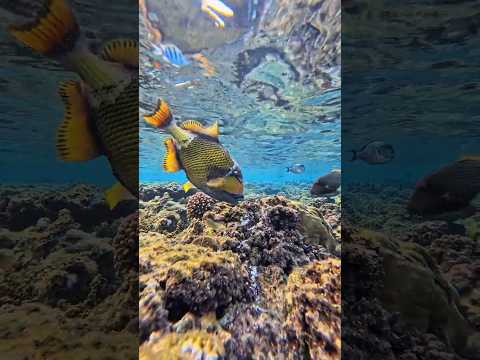 Video Pesce balestra titano in azione