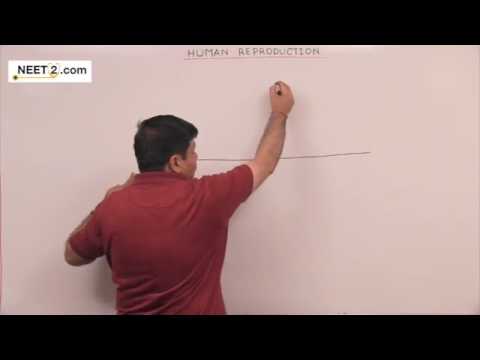 Zoology Human Reproduction Part 2 Dr NK Sharma - Zoology Human Reproduction Part 2 Dr NK Sharma