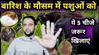 बारिश के मौसम में पशुओं को ये 5 चीजे जरूर खिलाएं👌Ye 5 Cheeje Jarur khilaye Pashuon ko