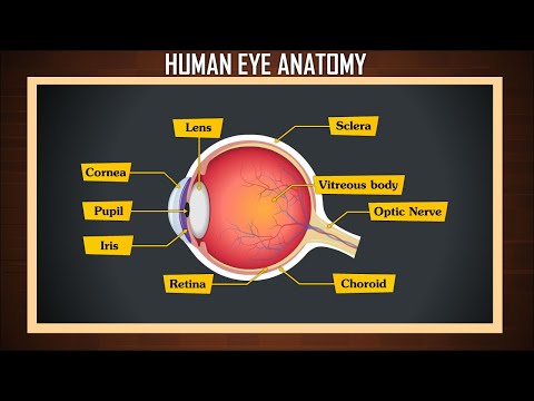 Video: Jak se nazývají části oka?