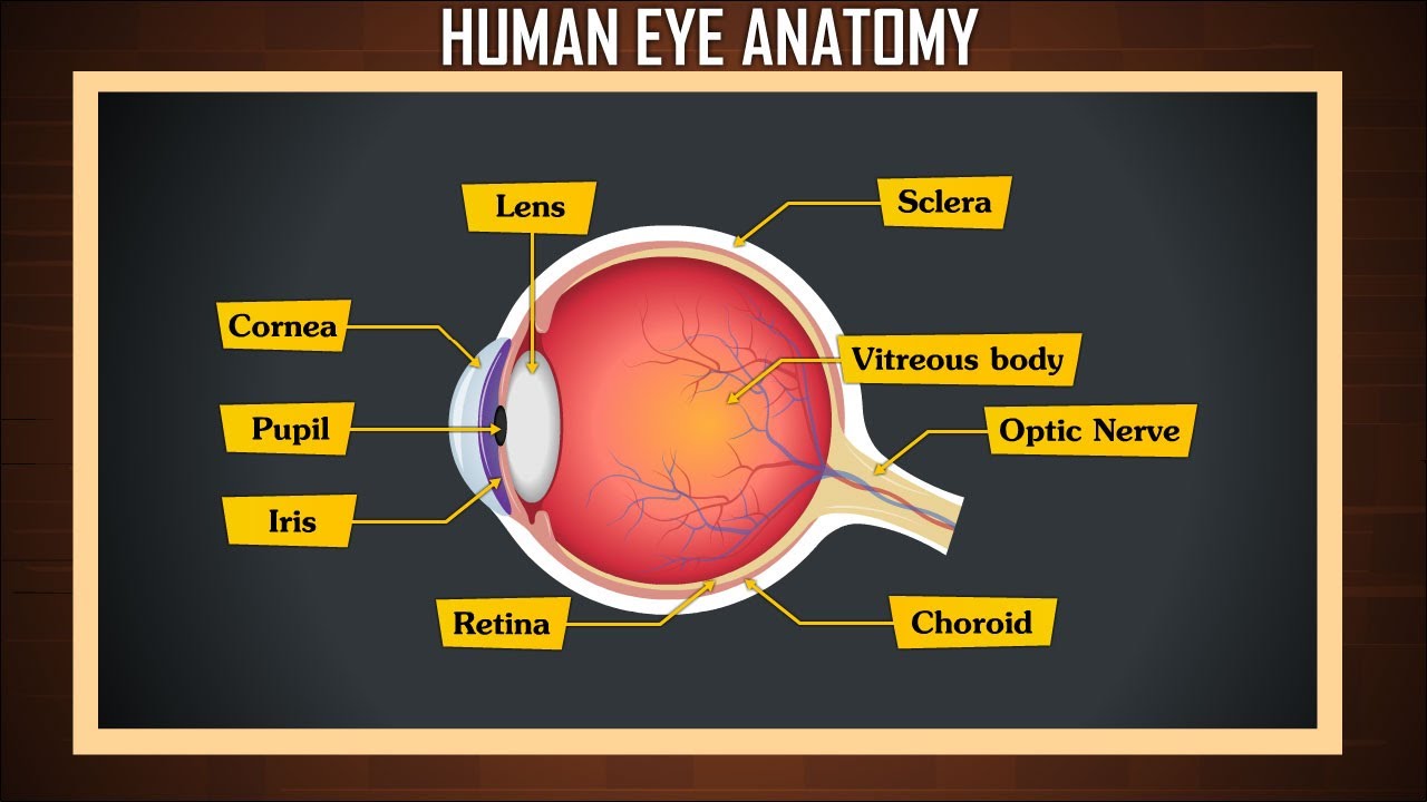 Human Eye Anatomy | Structure and function | Parts of the Eye - YouTube
