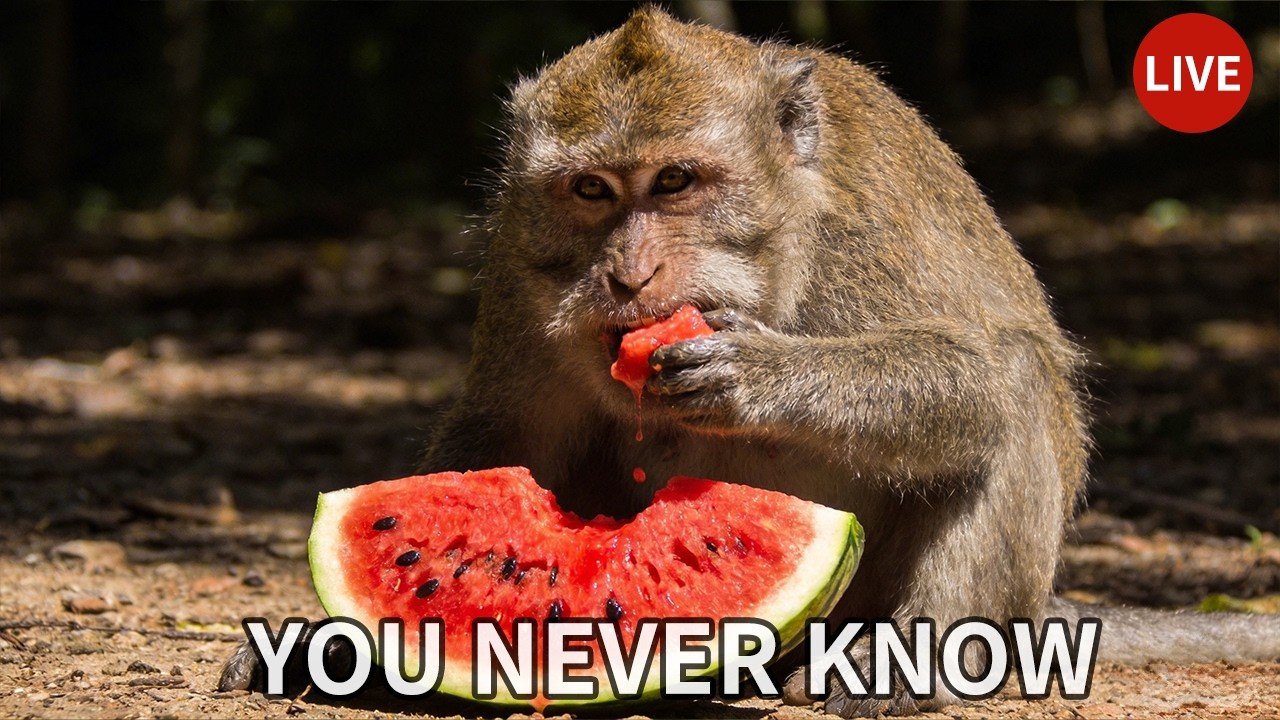 Baby Monkey Morning Live 2026-03-02 08:39:49