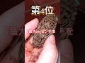 【TOP5】みんな大好き巨大昆虫5選!