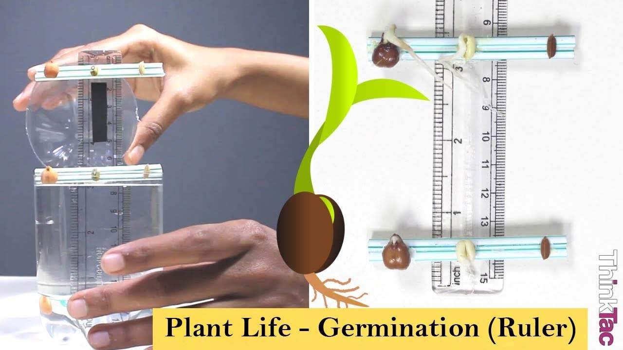 Ruler Field Science Plant Life - Germination (Ruler) | ThinkTac - YouTube