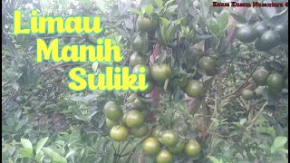 Makan Gratis Sepuas Nya Jeruk Manis Suliki