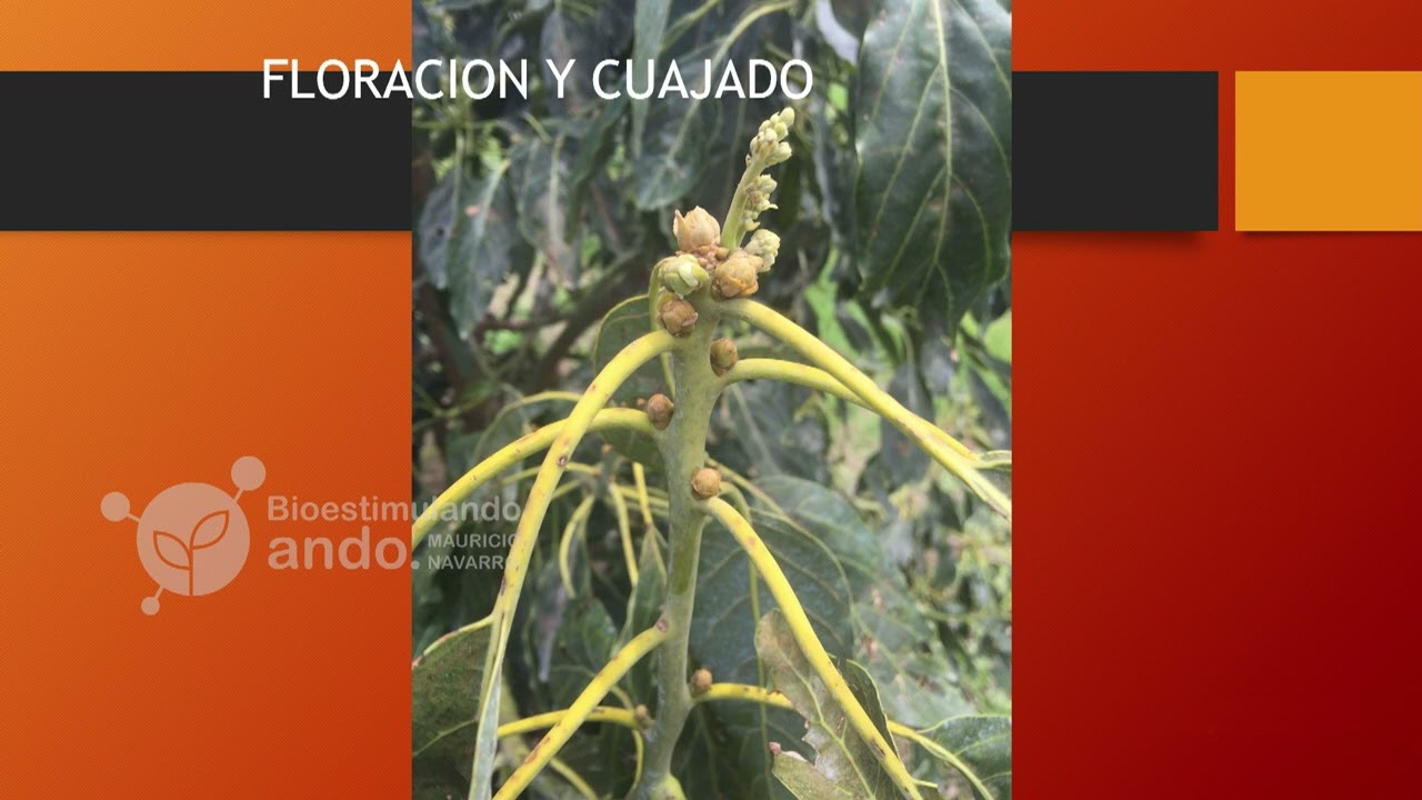 Caída temprana de fruta en aguacate - Bioestimulando Ando - Plática en Ciudad Gúzman