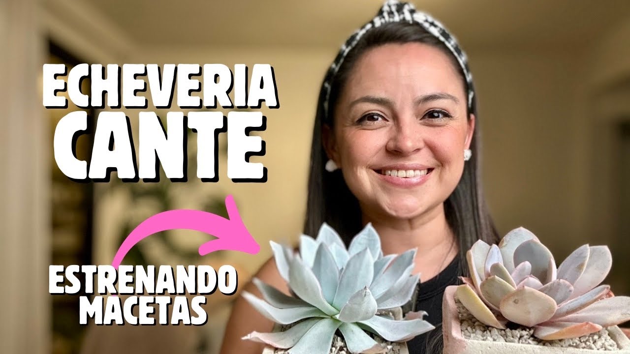 🤍TRASPLANTÉ mi echeveria CANTE para que crezca GIGANTE 🤩 te cuento TIPS y cuidados básicos