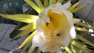 تلقيح النحل للدراجون فروت ومتابعه نجاح تلقيح الازهار ومفاجأه غير متوقعه فى النهايه