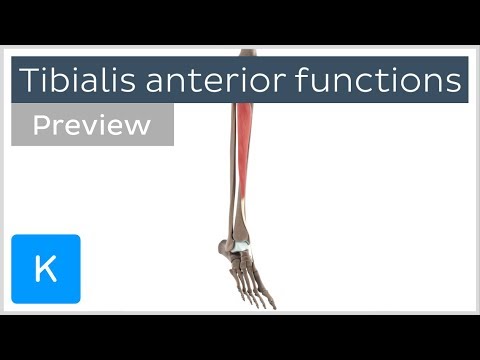 Functions of the tibialis anterior muscle (preview) - 3D Human Anatomy | Kenhub