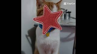 paçoquinha.. #cat #gateiraporamor #art #gatinhaestrelinha #fnaf #orelhadegato #blackpink #petsfofos