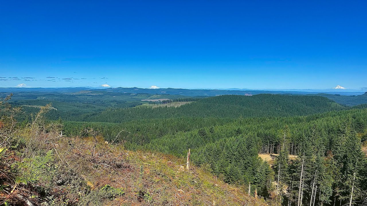 N.O.W. @ Gales Creek Trail in the Tillamook State Forest in Oregon