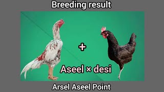 Aseel Cross Breed Aseel And Desi Cross Breeding Result