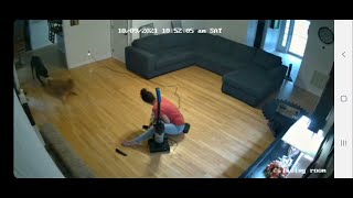 Dog "Saves" Friend From Grooming || ViralHog