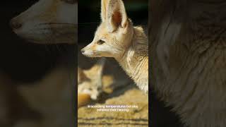 The Fennec Fox The Master Of Surviving In Harsh Environments