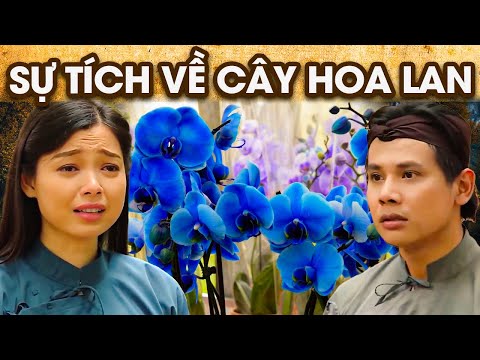 SỰ TÍCH CÂY HOA LAN I | SỰ TÍCH VIỆT NAM MỚI NHẤT 2023 | PHIM SỰ TÍCH HAY NHẤT 2023 | GHIỀN CỔ TÍCH