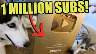 Youtube Sent My Husky Dog A Golden Award!!!