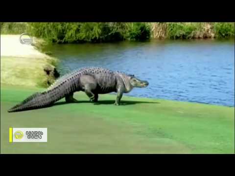 მოსეირნე ალიგატორი გოლფის მინდორზე