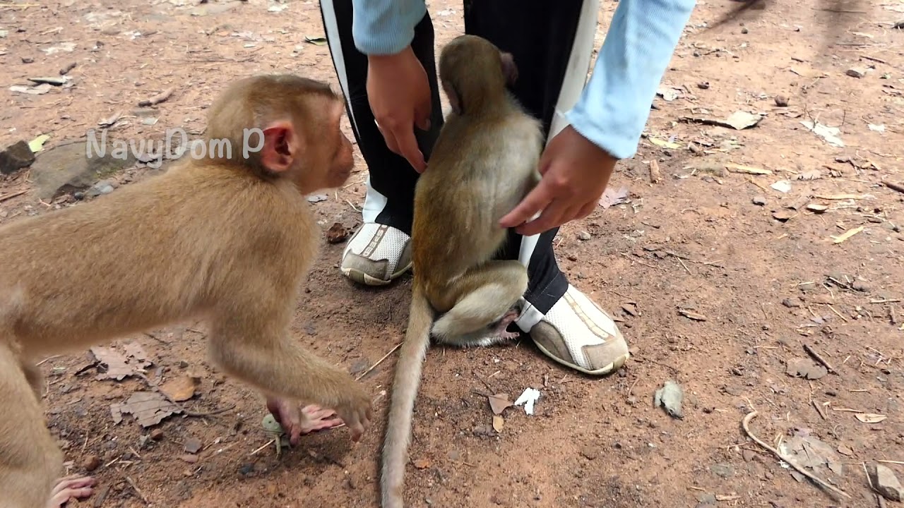 Poor abandoned Jerry always cry hug Konthea's leg he really love her like his ex owner.