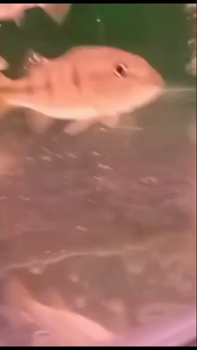 10 Jenis Ikan Predator untuk pemula || Ikan Predator @azri_syahputra