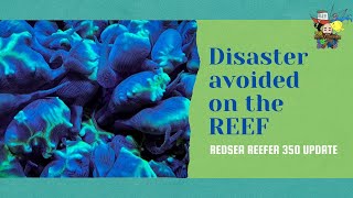 Disaster avoided, New Coral update and New products for the tank