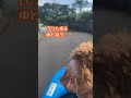 【デカプー】ゴーカートに乗るトイプードル