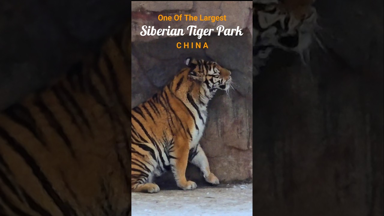 HARBIN SIBERIAN TIGER PARK CHINA  ONE OF THE LARGEST BREEDING AND CONSERVATION CENTERS IN THE WORLD