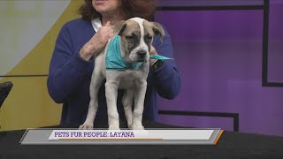 Pets Fur People: Meet Layana