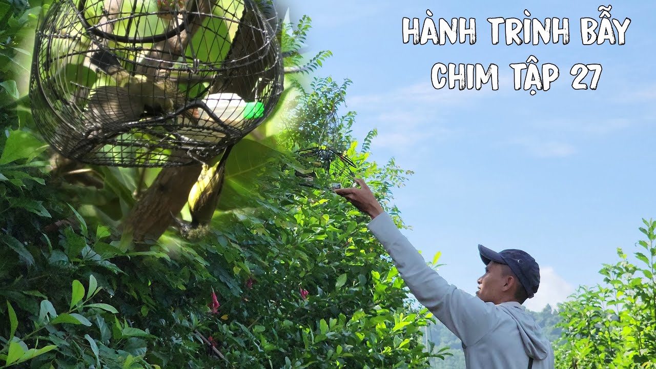 Đụng Độ Chim Hút Mật 5 Màu Lì Lợm Nhất Quả Đất | Hành Trình Bẫy Chim Tập 27