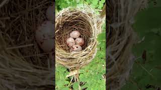 A Secret Bird Nest Discovered in My Home Garden! #shorts