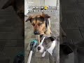 Advertencia ⚠️ #shorts #puppy #dog