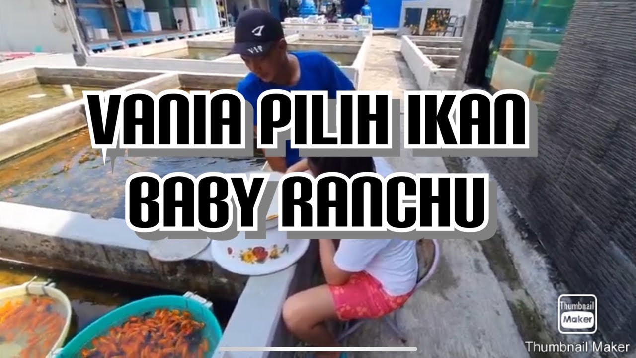 How to pick BABY RANCHU for SHOW !!