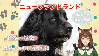 【ニューファンドランド犬】ほとんどの人が知らない。ニューファンの本当の姿!!#犬 #ニューファンドランド #超大型犬 #わんこラボ