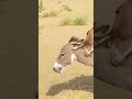 Two Donkeys on a Jungle Adventure #foryou #trending #success