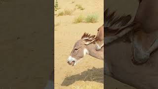 Two Donkeys on a Jungle Adventure #foryou #trending #success