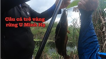 Câu cá rừng U Minh Hạ 1 ngày giựt cá sướng tay @nhutanhkiengiang #cauca #fishing #caucagiaitri