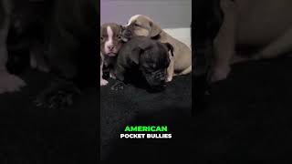 American Pocket Bullies Finding the Perfect Home!